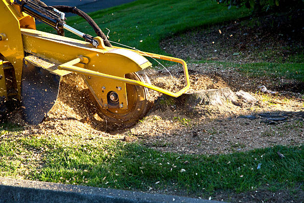 Professional Tree Service in Los Luceros, NM